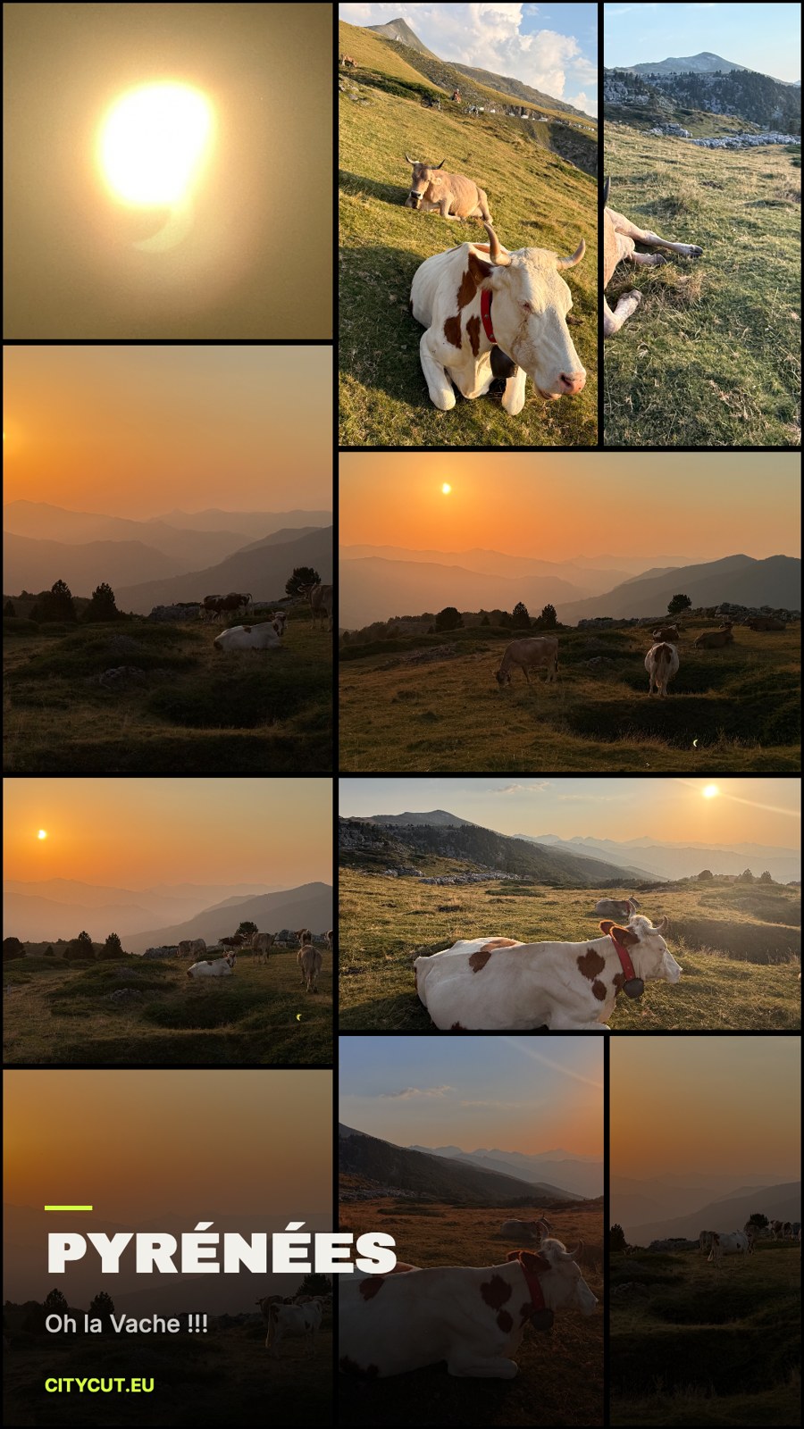 Poster CityCut — Pyrénées, vaches et couchers de soleil